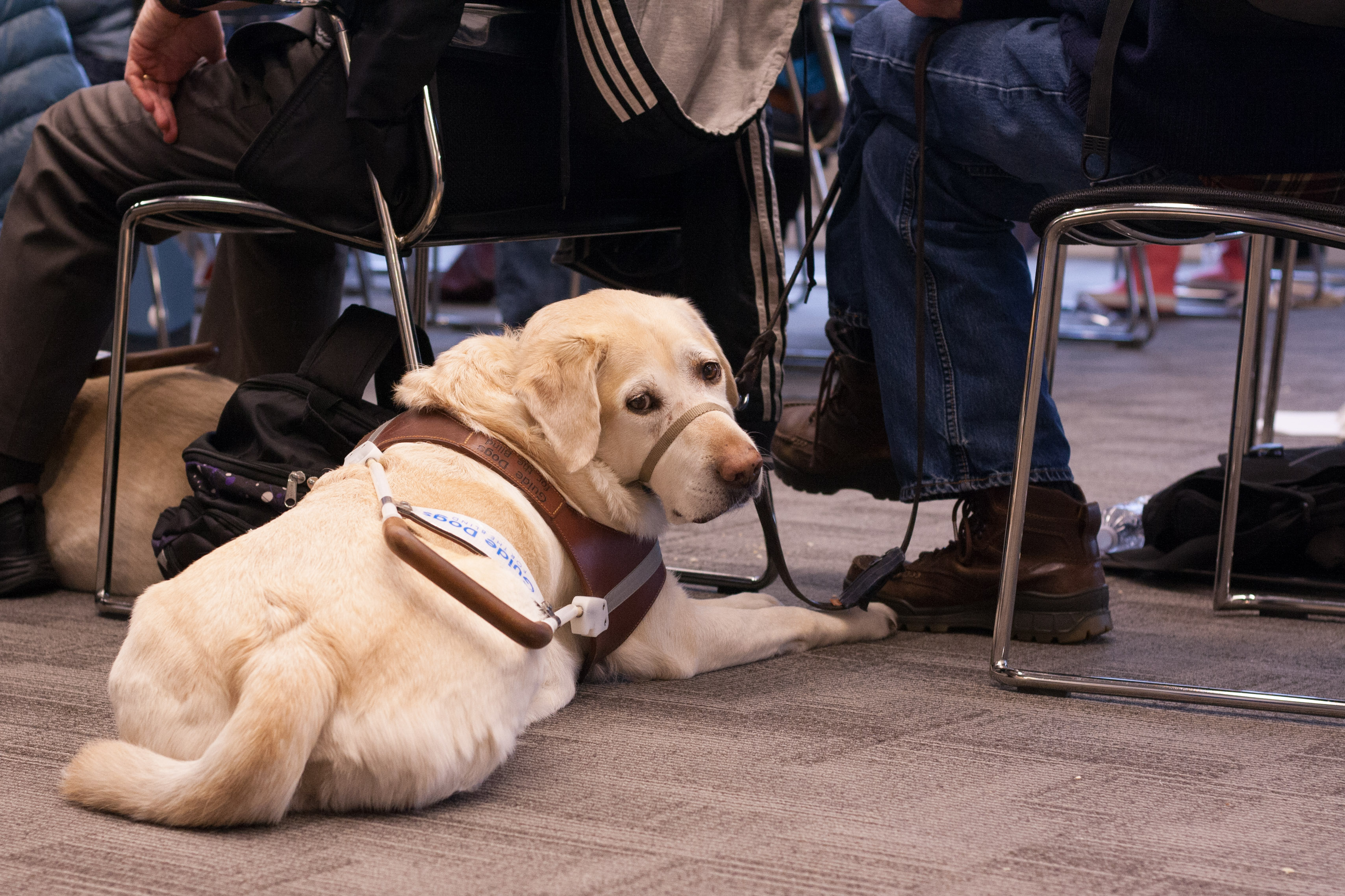 IMG_5649A yellow lab on duty lays on the floor and turns its head to look directly into the camera.