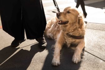 A golden Labrador guide dog 