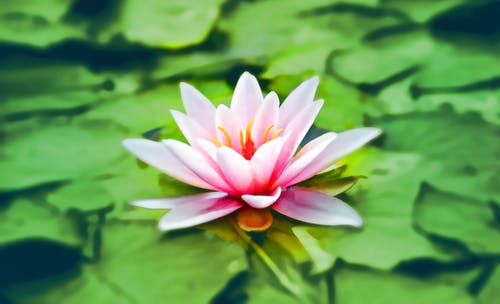 LightHouse offers online meditation classes