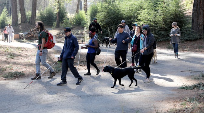 Group of blind and low vision EHC campers taking a walk around EHC with their white cane and guide dogs
