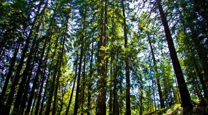 Come and plant some trees at Enchanted Hills Camp
