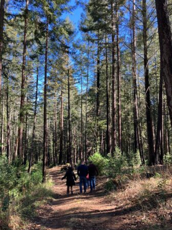 Members of the LightHouse Gala team walk the trails of EHC, surrounded by redwood trees