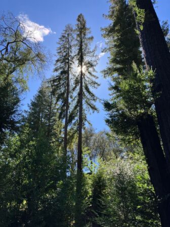 The sun shining through the branches of the redwood trees, a bright blue sky can be seen through the trees