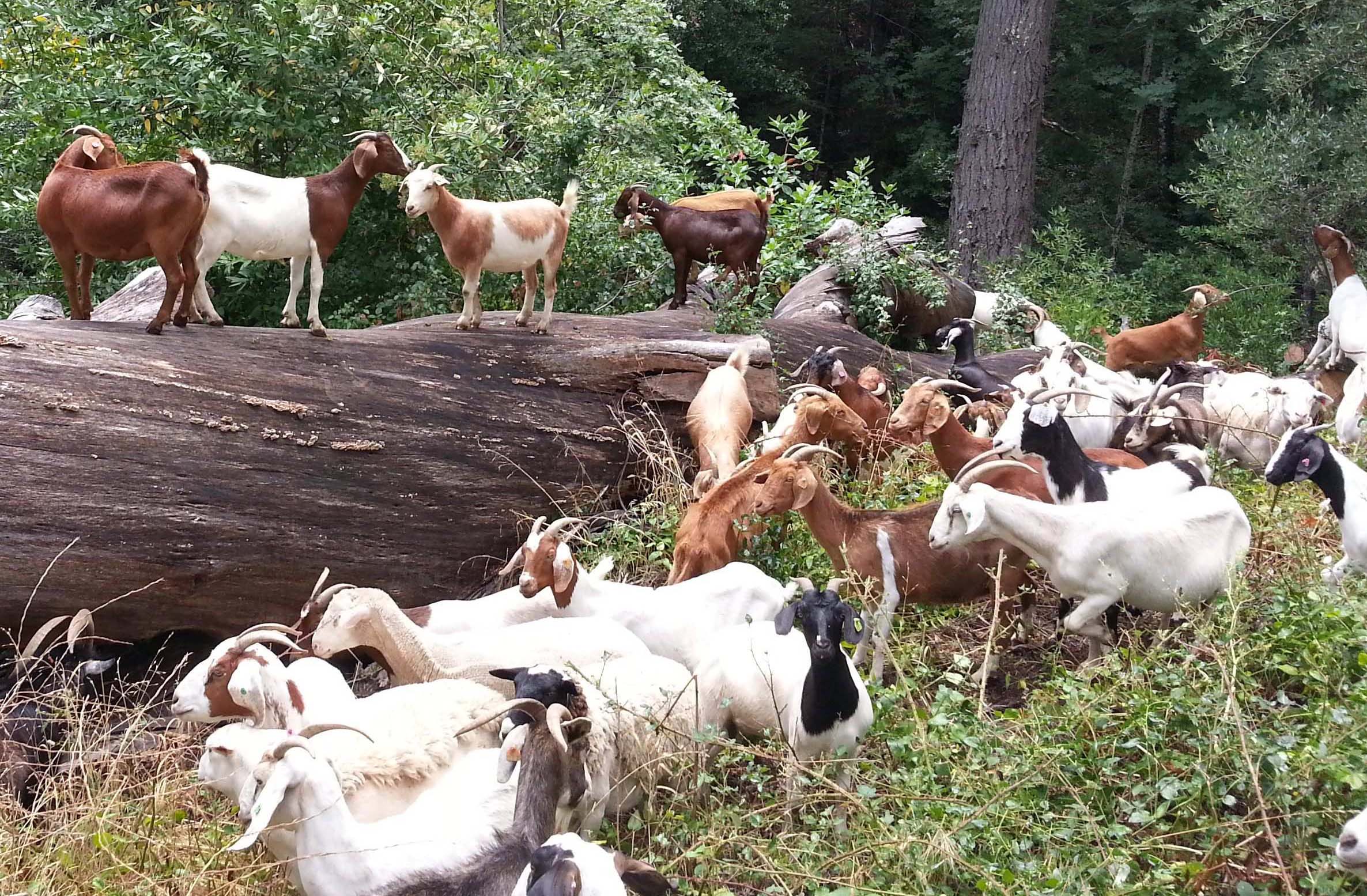 Goats on log