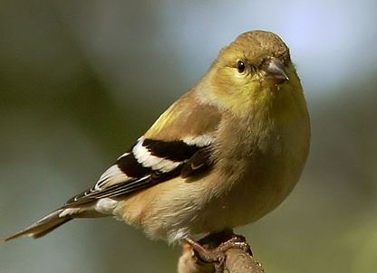 Tom Grey Goldfinch