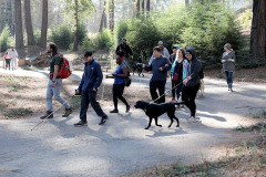 Group of blind and low vision EHC campers taking a walk around EHC with their white cane and guide dogs.