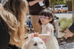 A Little Learner pets a golden retriever guide dog
